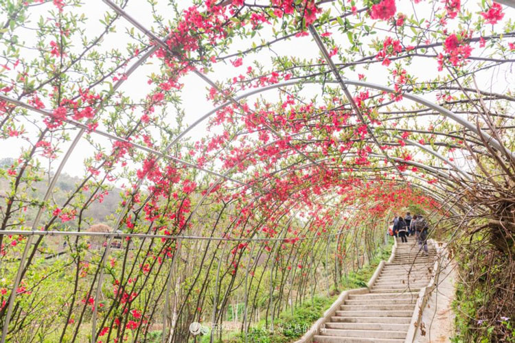 湖北英山四季花海拓展基地