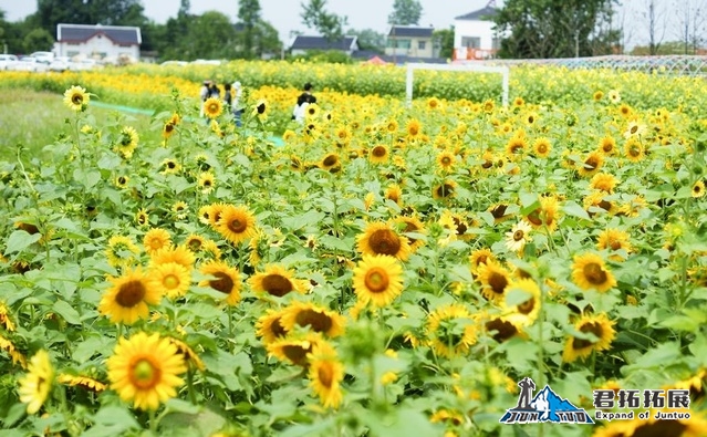 宜昌枝江同心花海拓展基地